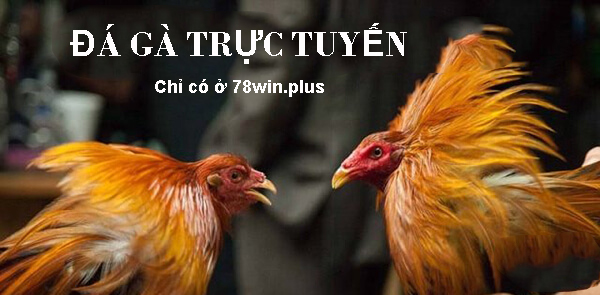 Đá gà trực tuyến 78win mới nhất