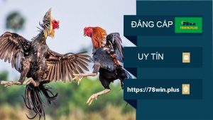 đá gà trực tuyến 78win