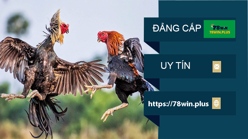 đá gà trực tuyến 78win