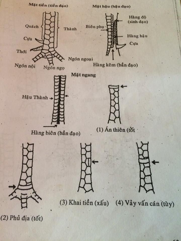 Xem vảy độ gà chọi